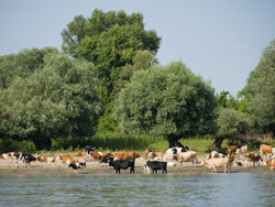 Kravice na obali Dunava