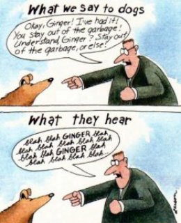 Šta psi čuju
